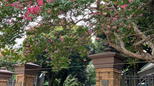 余談です…「サクラサク」願います🌸